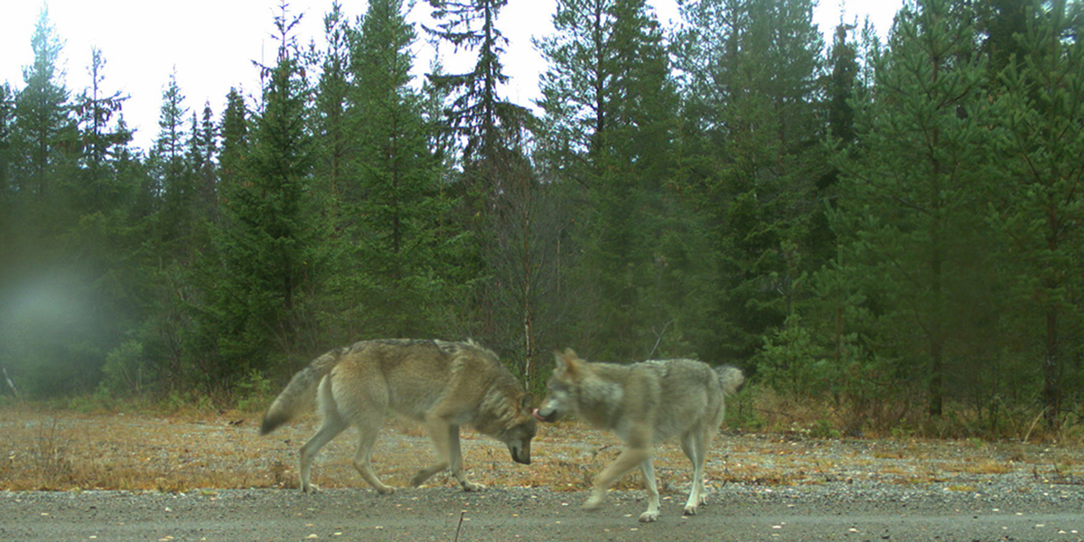 To ulver er fotografert med viltkamera i Slettåsreviret og det undersøkes om det har skjedd en reetablering i området. Foto: Scandcam/NINA